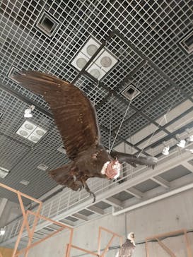 特別展「鳥 ～ゲノム解析が解き明かす新しい鳥類の系統～」国立科学博物館に投稿された画像（2024/12/19）