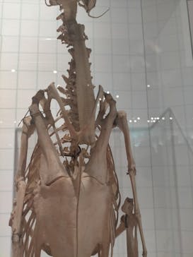 特別展「鳥 ～ゲノム解析が解き明かす新しい鳥類の系統～」国立科学博物館に投稿された画像（2024/12/19）