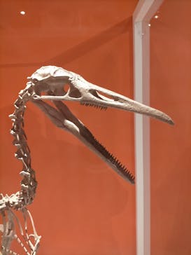 特別展「鳥 ～ゲノム解析が解き明かす新しい鳥類の系統～」国立科学博物館に投稿された画像（2024/12/19）