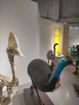特別展「鳥 ～ゲノム解析が解き明かす新しい鳥類の系統～」国立科学博物館に投稿された画像（2024/12/19）
