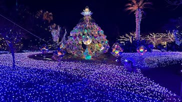 江の島シーキャンドルに投稿された画像（2024/12/19）