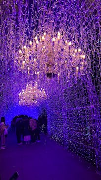 江の島シーキャンドルに投稿された画像（2024/12/19）