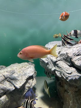 葛西臨海水族園に投稿された画像（2024/12/20）