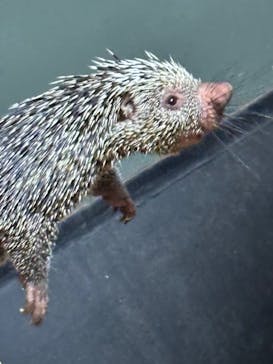 カワスイ 川崎⽔族館に投稿された画像（2024/12/20）