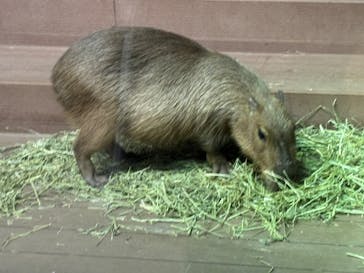 カワスイ 川崎⽔族館に投稿された画像（2024/12/20）