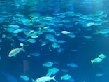 サンシャイン水族館に投稿された画像（2024/12/20）