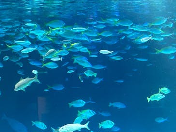 サンシャイン水族館に投稿された画像（2024/12/20）