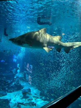 マリンワールド海の中道に投稿された画像（2024/12/20）