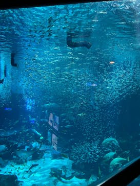 マリンワールド海の中道に投稿された画像（2024/12/20）