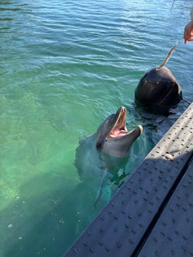 太地町立くじらの博物館に投稿された画像（2024/12/20）