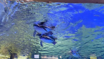 すみだ水族館に投稿された画像（2024/12/21）