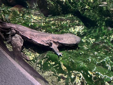 京都水族館に投稿された画像（2024/12/21）