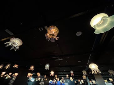 京都水族館に投稿された画像（2024/12/21）