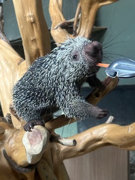 カワスイ 川崎⽔族館に投稿された画像（2024/12/21）