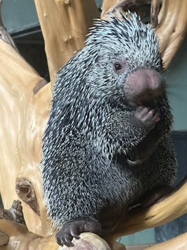 カワスイ 川崎⽔族館に投稿された画像（2024/12/21）