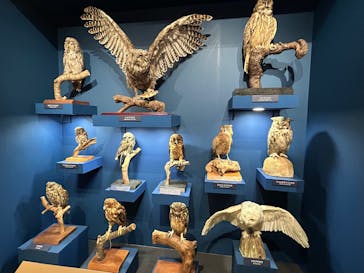 特別展「鳥 ～ゲノム解析が解き明かす新しい鳥類の系統～」国立科学博物館に投稿された画像（2024/12/21）