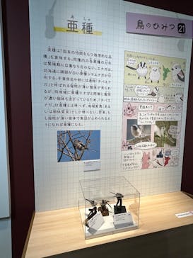 特別展「鳥 ～ゲノム解析が解き明かす新しい鳥類の系統～」国立科学博物館に投稿された画像（2024/12/21）