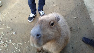 霞ケ浦 どうぶつとみんなのいえに投稿された画像（2024/12/21）