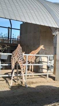 霞ケ浦 どうぶつとみんなのいえに投稿された画像（2024/12/21）