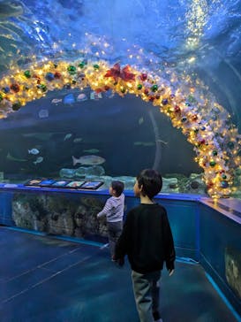 しながわ水族館に投稿された画像（2024/12/21）