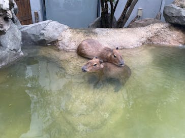 世界淡水魚園水族館　アクア・トトぎふに投稿された画像（2024/12/21）