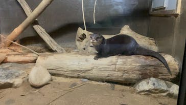 世界淡水魚園水族館　アクア・トトぎふに投稿された画像（2024/12/21）