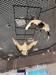 特別展「鳥 ～ゲノム解析が解き明かす新しい鳥類の系統～」国立科学博物館に投稿された画像（2024/12/21）