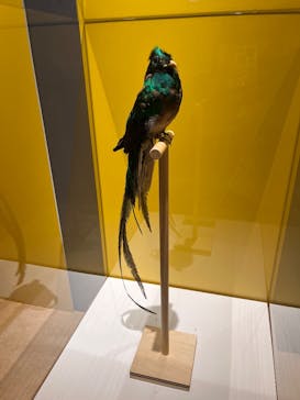 特別展「鳥 ～ゲノム解析が解き明かす新しい鳥類の系統～」国立科学博物館に投稿された画像（2024/12/21）