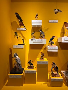 特別展「鳥 ～ゲノム解析が解き明かす新しい鳥類の系統～」国立科学博物館に投稿された画像（2024/12/21）