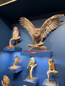 特別展「鳥 ～ゲノム解析が解き明かす新しい鳥類の系統～」国立科学博物館に投稿された画像（2024/12/21）