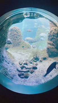 新江ノ島水族館に投稿された画像（2024/12/21）
