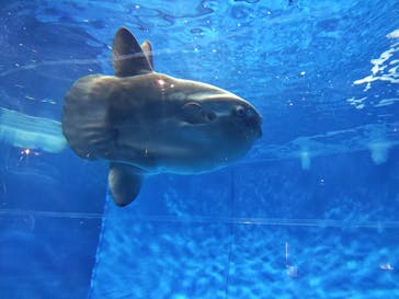 アクアワールド茨城県大洗水族館に投稿された画像（2024/12/21）
