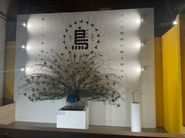 特別展「鳥 ～ゲノム解析が解き明かす新しい鳥類の系統～」国立科学博物館に投稿された画像（2024/12/21）