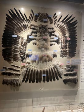 特別展「鳥 ～ゲノム解析が解き明かす新しい鳥類の系統～」国立科学博物館に投稿された画像（2024/12/21）