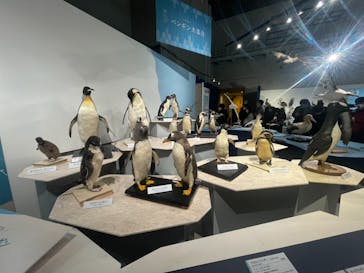 特別展「鳥 ～ゲノム解析が解き明かす新しい鳥類の系統～」国立科学博物館に投稿された画像（2024/12/21）