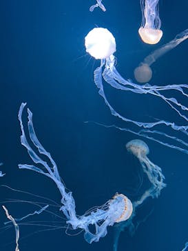 サンシャイン水族館に投稿された画像（2024/12/21）