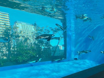 サンシャイン水族館に投稿された画像（2024/12/21）