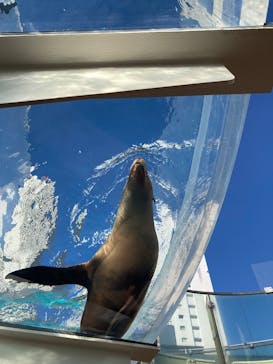 サンシャイン水族館に投稿された画像（2024/12/21）