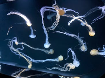 サンシャイン水族館に投稿された画像（2024/12/21）