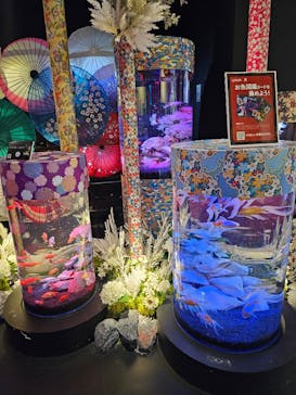 UWS AQUARIUM GA☆KYOに投稿された画像（2024/12/21）