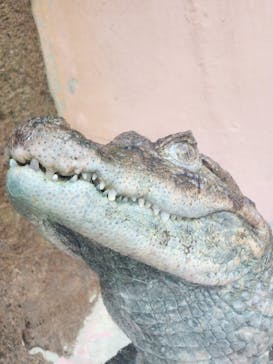 熱川バナナワニ園に投稿された画像（2024/12/21）