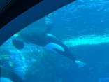 名古屋港水族館に投稿された画像（2024/12/21）