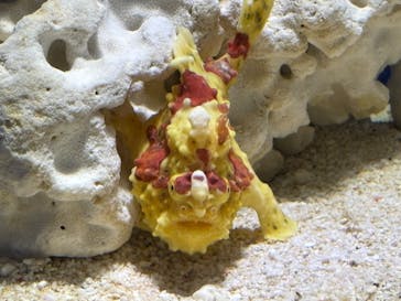 サンシャイン水族館に投稿された画像（2024/12/21）