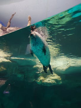 アクアワールド茨城県大洗水族館に投稿された画像（2024/12/21）