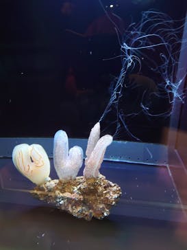 アクアワールド茨城県大洗水族館に投稿された画像（2024/12/21）