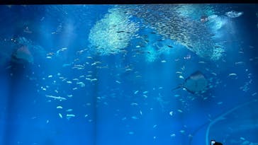 アクアワールド茨城県大洗水族館に投稿された画像（2024/12/21）