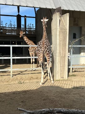 霞ケ浦 どうぶつとみんなのいえに投稿された画像（2024/12/21）