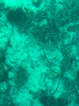 川平マリンサービスに投稿された画像（2024/12/21）