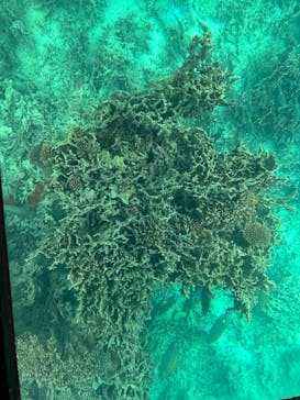 川平マリンサービスに投稿された画像（2024/12/21）