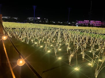 東京メガイルミに投稿された画像（2024/12/22）